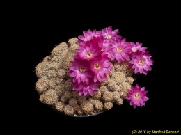 Sulcorebutia breviflora v. laui L314 791